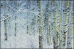 Birch and Aspin Trees (image for) Birch and Aspin Trees